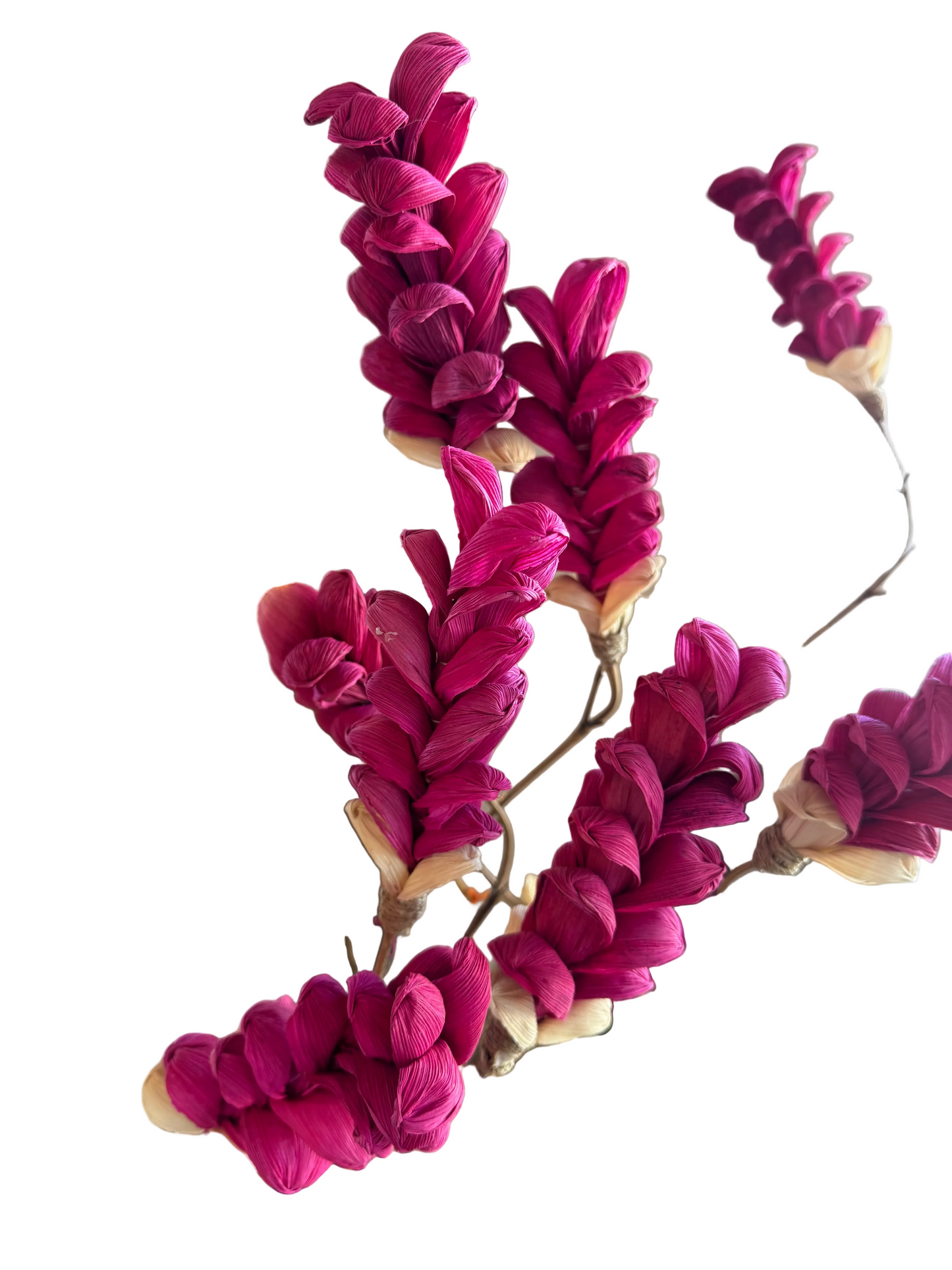 Pink Plume L