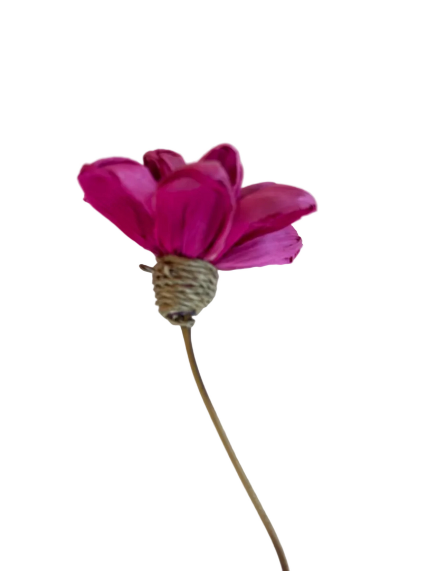Pink Plume M