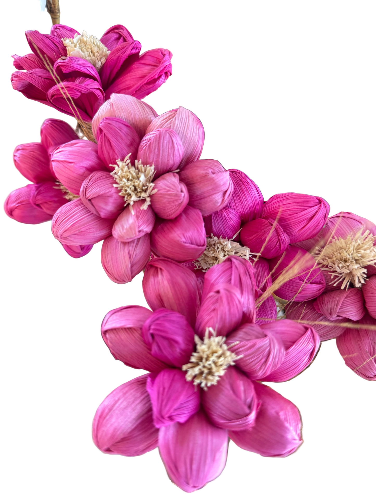 Pink Plume M