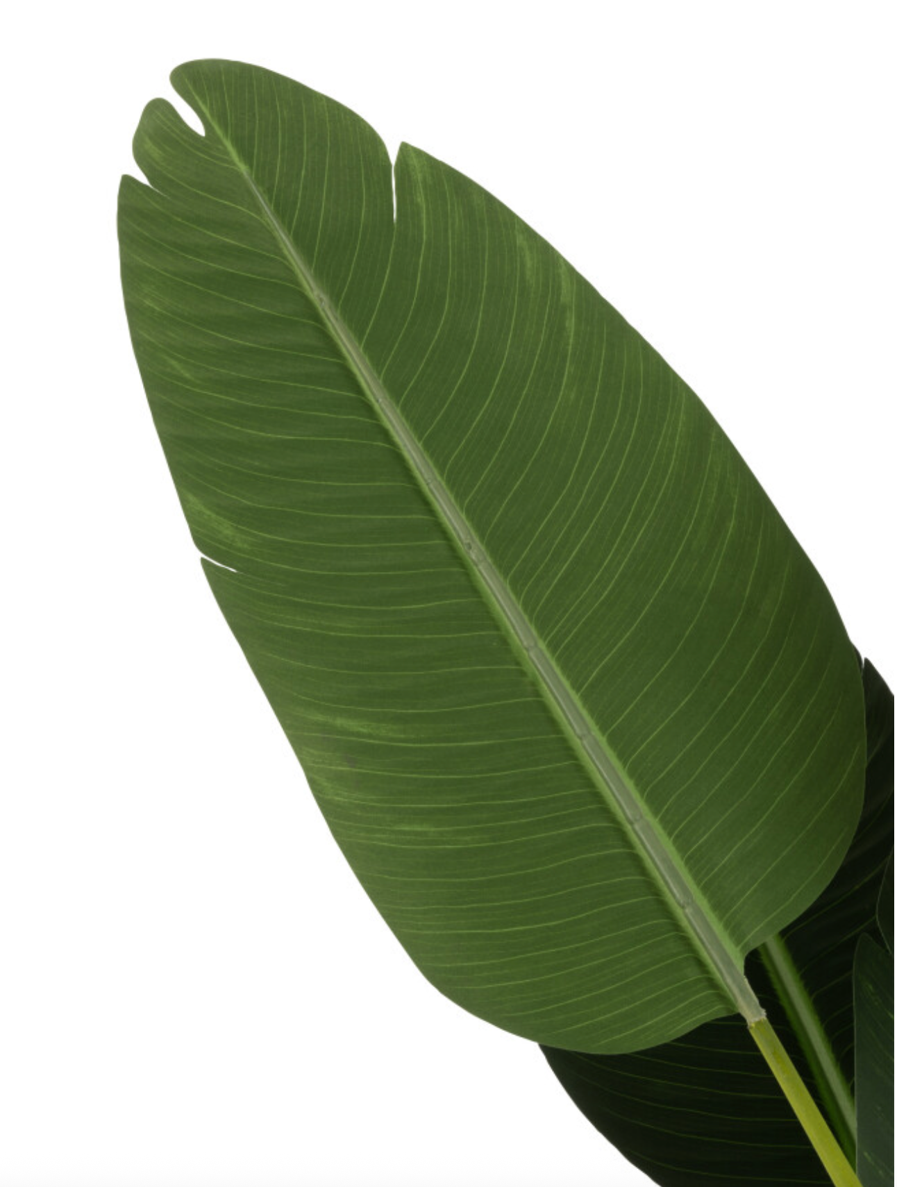 Artificial Strelitzia plant XL | 238 cm